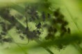 /album/pisauridae/pisaura-mirabilis1-juvenile-jpg/